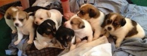 buttons babies