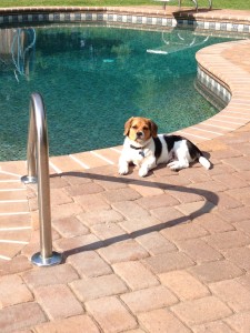 Jimi chills poolside